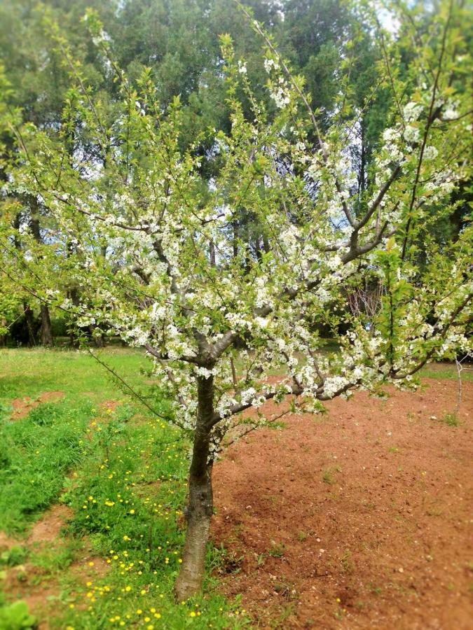 مبيت وإفطار ميليندونيو La Macchia المظهر الخارجي الصورة